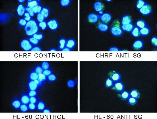 Fig. 8. Immunostaining of hematopoietic cells with antiserglycin IgY. / Cells were prepared as described in the text. Controls were treated with nonimmune IgY from egg yolks, and serglycin staining was achieved with the chicken antiserglycin. Nuclei were stained with DAPI. The cells and treatments are indicated in the figure. SG indicates serglycin.