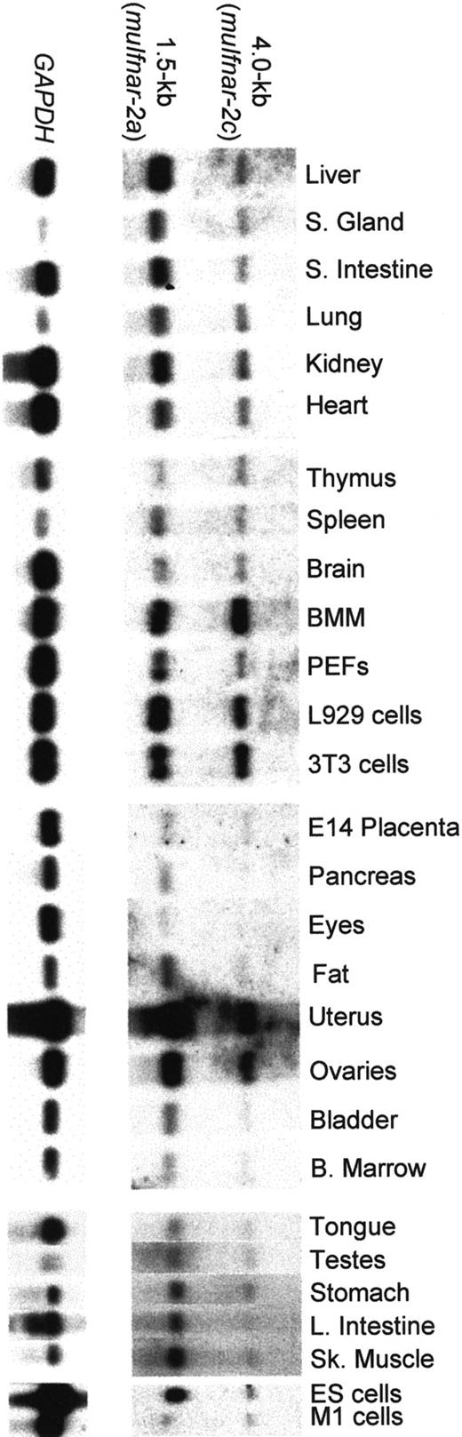 Fig. 1. Northern blot analysis of poly(A)+ mRNA from normal adult mouse tissues, primary cells and cell lines showing the distribution of. / muIfnar-2 mRNA isoforms. The blots were sequentially hybridized with a full-length muIfnar-2c cDNA probe and a GAPDH probe.
