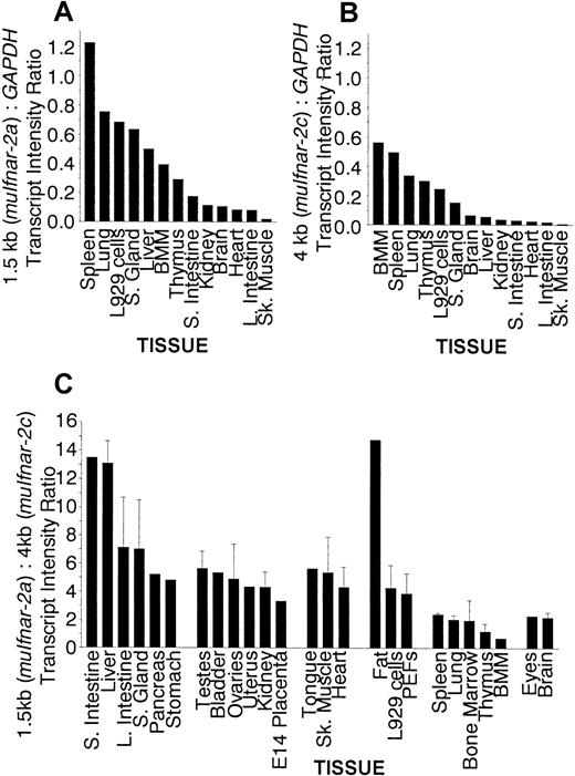 Fig. 2. Quantitiation of. / muIfnar-2 mRNA expression in normal adult mouse tissues, primary cells and cell lines. (A) Quantitative analysis of Northern blot expression of muIfnar-2a relative toGAPDH. Northern blots of poly(A)+ mRNA (3 μg) from a representative range of mouse tissues, primary cells, and cell lines were simultaneously electrophoresed then transferred to membranes. The blots were sequentially hybridized with a full-lengthmuIfnar-2c cDNA probe and a GAPDH probe and then exposed to a phosphor screen. The radioactivity in each band hybridizing to the muIfnar-2c and the GAPDHprobes were quantified using a Phosphorimage analyzer with MacBAS v2.5 software. (B) Quantitative analysis of Northern blot expression ofmuIfnar-2c relative to GAPDH. Northern blots of poly(A)+ mRNA (3 μg) from a representative range of mouse tissues, primary cells, and cell lines were simultaneously electrophoresed then transferred to membranes and analyzed as described previously. (C) Quantitative analysis of Northern blot expression ofmuIfnar-2a relative to muIfnar-2c. Northern blots of poly(A)+ mRNA (3 μg) from mouse tissues, primary cells, and cell lines were hybridized with full-lengthmuIfnar-2c cDNA probe and then exposed to a phosphor screen and quantitated as described previously. Where indicated by error bars, data are the mean ± SEM of at least 3 replicate experiments.