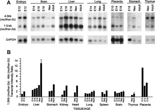 Fig. 3. Quantitative analysis at different stages of development. / (A) Northern blot analysis of poly(A)+ mRNA from whole mouse embryos and embryonic organs at different stages of development and normal adult mouse tissues showing the distribution ofmuIfnar-2 mRNA isoforms. The blots were sequentially hybridized with a full-length muIfnar-2c cDNA probe and aGAPDH probe. (B) Quantitation of muIfnar-2 mRNA expression during murine development. Quantitative analysis of Northern blot expression of muIfnar-2a relative tomuIfnar-2c in whole mouse embryos and embryonic organs at different stages of development, and normal adult mouse tissues. Data are representative of replicate experiments.
