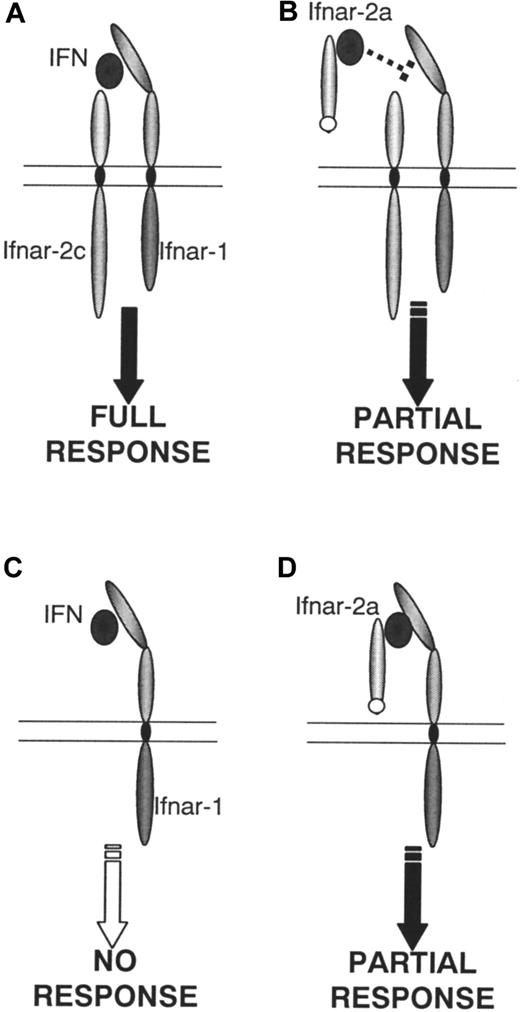 Fig. 9. Model of type I IFN receptor-ligand interactions in murine thymocytes. / When both receptor components are expressed (A) a full antiproliferative response occurs on stimulation with type I IFN. This response can be partially inhibited by muIfnar-2a (B). No response occurs when only muIfnar-1 (C) is present. However, when muIfnar-1, IFN and muIfnar-2a are present, a partial response is restored (D).