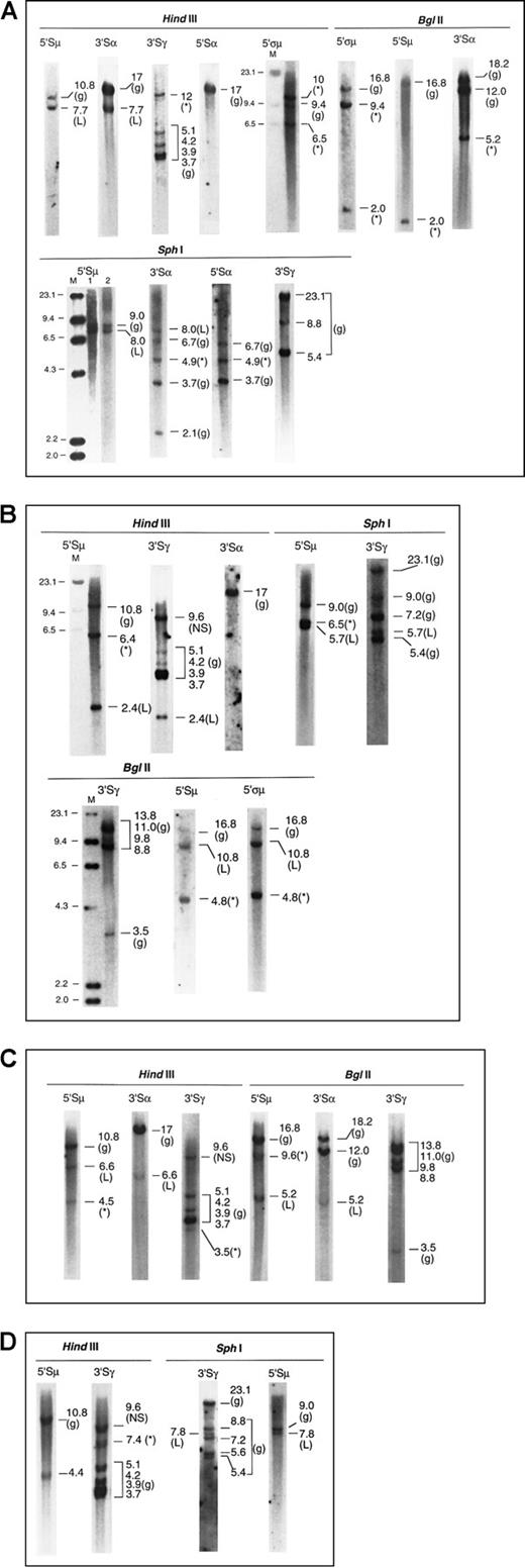 Fig. 2. Southern blots of 4 myeloma marrow samples with illegitimate recombinations. / The g denotes germline; L, legitimate recombination; *, illegitimate recombination; M, λHindIII molecular size marker, sizes indicated in kb. (A) Patient 1. IgAκ myeloma (1) μ to α isotype switch detected by matched 7.7-kb fragments inHindIII-5′Sμ and 3′Sα, and 8.0-kb fragments inSphI-5′Sμ and 3′Sα. Lanes 1 and 2 ofSphI-5′Sμ represent 2 hybridizations of separateSphI digests. (2) Illegitimate fragments detected in (i)HindIII-3′Sγ, 12 kb; absent in HindIII-3′Sα and 5′Sα, (ii) SphI-3′Sα and 5′Sα, 4.9 kb, suggesting a translocation upstream of 5′Sα or downstream of 3′Sα; absent inSphI-5′Sμ and 3′Sγ. The 5.2-kb band shown inBglII-3′Sα is also unmatched in BglII-5′ςμ or 5′Sμ, 5′Sα, and 3′Sγ (latter two not shown). Thus the presence of an illegitimate recombination in Sα has been confirmed by 2 restriction enzymes. (iii) BglII-5′ςα showed 9.4-kb and 2.0-kb fragments (the latter also detected by the 5′Sμ probe in close proximity to it), not present in Bgl II-3′Sα, 5′Sα, and 3′Sγ (latter two not shown). These recombinant bands are confirmed by 10 and 6.5 kb HindIII fragments detected by 5′ςμ. (NB: The 5′ςμ probe is located upstream of the HindIII site 5′ of the Sμ region, such that the 5′ςμ and 5′Sμ probes are located 5′ and 3′ of the HindIII site, respectively. Hence, the HindIII germline fragment detected by 5′ςμ does not contain the Sμ switch region.). (B) Patient 2. IgGκ myeloma (1) μ to γ isotype switch detected by 2.4-kb HindIII and 5.7-kbSphI fragments hybridized by 5′Sμ and 3′Sγ. Of the two recombinant BglII fragments (10.8 and 4.8 kb) hybridized by the 5′Sμ and 5′ςμ probes, the 10.8-kb fragment is likely to represent the legitimate switch, a matched fragment hybridized by 3′Sγ being obscured by the germline bands. (2) Illegitimate 6.4-kbHindIII fragment hybridized by 5′Sμ; absent inHindIII-3′Sγ and 3′Sα. This is confirmed by the 6.5-kbSphI fragment hybridized by 5′Sμ and the 4.8-kbBglII fragments hybridized by both 5′Sμ and 5′ςμ. Thus, the illegitimate recombination involving Sμ has been confirmed by 3 restriction enzymes. A nonspecific (NS) HindIII fragment that was hybridized by 3′Sγ was detected in both myeloma and germline control digests. (C) Patient 3. IgAκ myeloma (1) μ to α isotype switch detected by matched 6.6-kb HindIII fragments and 5.2-kb BglII fragments hybridized by 5′Sμ and 3′Sα. (2) Illegitimate 4.5-kb HindIII fragment hybridized by 5′Sμ but not by 3′Sα or 3′Sγ. This may be confirmed by the 9.6-kbBglII fragment detected by the 5′Sμ but not the 3′Sα probe, although a matching fragment hybridized by the 3′Sγ probe may be obscured by the BglII germline bands. (3) Illegitimate 3.5-kb HindIII fragment hybridized by 3′Sγ; not detected by the 5′Sμ and 3′Sα probes. (D) Patient 4. IgGκ myeloma (1) μ to γ isotype switch demonstrated by matched 7.8-kb SphI fragments hybridized by 5′Sμ and 3′Sγ. The 4.4-kbHindIII fragment hybridized by 5′Sμ probably represents the same legitimate switch, but a matching 3′Sγ fragment would be obscured by the germline fragment of similar size. (2) Illegitimate 7.4-kb HindIII fragment hybridized by 3′Sγ; absent in hybridization with 5′Sμ, 3′Sμ, 5′Sγ, 5′Sα, and 3′Sα. A nonspecific (NS) HindIII fragment that was hybridized by 3′Sγ was detected in both myeloma and germline control digests.