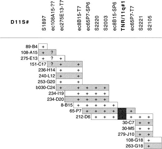 Fig. 2. PAC contig constructed between D11S1897 and D11S2105 within the minimal region of 11q deletion in CLL showing the localization of TNR/11q#1. / STS markers within the contig are listed without the D11 prefix for clarity. STSs were demonstrated within PACs by PCR. PAC end clones are given the prefix ec, together with the clone name and the end from which they are derived; they were screened against PACs by hybridization. (+) Positive results for PCR of STSs or hybridization with PAC end clones. Overlap of PAC clones in the contig was also determined by cross-hybridization of PACs against each other. (?) Unclear hybridization.