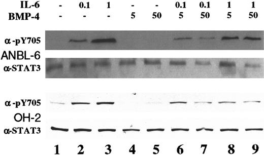 Fig. 6. BMP-4 inhibits IL-6–induced Stat3 phosphorylation in IL-6–dependent myeloma cell lines. / Cells were incubated for 4 hours with cytokines in concentrations (ng/mL) as indicated. Cellular lysates were analyzed by Western blot. The lower panels show the total Stat3 protein staining, and the upper panels show specific tyrosine phosphorylation of Stat3 amino acid residue 705.