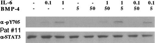 Fig. 8. BMP-4 inhibits IL-6–induced Stat3 phosphorylation in primary myeloma cells. / Cells from patient 11 were incubated for 4 hours with cytokines, as indicated. Cellular lysates were analyzed by Western blot. Lower panels show total Stat3 protein, and upper panels show specific tyrosine phosphorylation of Stat3 amino acid residue 705.