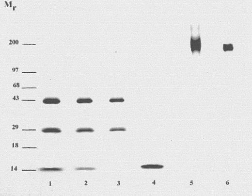 Fig. 1. SDS-PAGE of LL2-onconase conjugate under reducing and nonreducing conditions. / LL2-onconase was prepared as described in “Materials and methods” and analyzed on a 4% to 20% polyacrylamide gel. Lanes 1-4, samples were reduced by boiling for 5 minutes in SDS sample buffer containing 2-mercaptoethanol. Lanes 1 and 2, 6 and 3 μg LL2-onconase, respectively; lane 3, 1 μg LL2; lane 4, 1 μg onconase. Lanes 5 and 6 were under nonreducing conditions. Lane 5, 3 μg LL2-onconase; lane 6, 1 μg LL2 antibody. The gel was stained with Coomassie Blue.