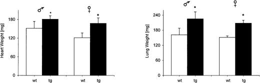 Fig. 7. Organ weights. / The organ weights of heart and lung were significantly increased in adult tg mice (wt: n = 8; tg: n = 8);+P = .057; *P < .05.