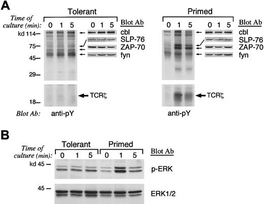 Fig. 1. Altered pattern of tyrosine phosphorylation and defective Ras activation in IL-10. / + TGF-β–tolerant T cells. (A) Primed and tolerant T cells from B6 mice were stimulated in vitro as described in “Materials and methods” for the indicated time intervals. Cell lysates were prepared and were analyzed by SDS-PAGE, transferred to nitrocellulose membrane, and blotted with antiphosphotyrosine mAb. Blots were stripped and reblotted with the indicated peptide-specific antiserum to determine the identity of the differentially phosphorylated substrates. (B) As an indicator of Ras activation, the serine phosphorylation of ERK1 and ERK2 MAPK was examined by blotting with phospho-ERK–specific antibody that recognizes only the activated phosphorylated form of ERK1 and ERK2 (top panel). The blot was stripped and reprobed with ERK-specific antibody, which recognizes total ERK (bottom panel).