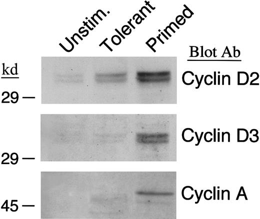 Fig. 2. IL-10 + TGF-β–tolerant cells synthesize cyclin D2 but not cyclin D3 or cyclin A. / Lysates from unstimulated, tolerant, and primed T cells were analyzed by SDS-PAGE and immunoblotted with an mAb specific for cyclin D2. Blots were stripped and reprobed with an mAb specific for cyclin D3 or a rabbit polyclonal antibody specific for cyclin A.