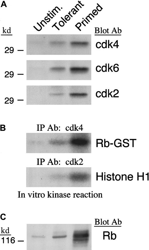 Fig. 3. Defective expression and enzymatic activation of cdk4 and cdk2 in IL-10 + TGF-β–tolerant cells. / (A) Lysates from unstimulated, tolerant, and primed T cells were analyzed by SDS-PAGE and immunoblotted with antiserum specific for cdk4, cdk6, or cdk2. (B) Immunoprecipitations were performed with anti-cdk4 or anti-cdk2 specific antiserum agarose conjugate and in vitro kinase reactions were done using Rb-GST or histone H1 as exogenous substrate, respectively. Reactions were analyzed by 10% SDS-PAGE, transferred to PVDF membrane, and exposed to x-ray film. (C) Lysates from unstimulated, tolerant, and primed T cells were analyzed by 6% SDS-PAGE, transferred onto nitrocellulose membrane, and immunoblotted with mAb specific for Rb.