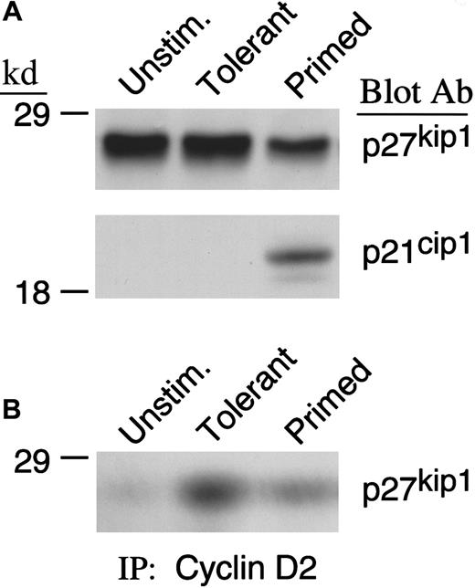 Fig. 4. IL-10 + TGF-β treatment prevents down-regulation of p27kip1 in IL-10 + TGF-β–tolerant cells. / (A) Lysates from unstimulated, tolerant, and primed T cells were analyzed by SDS-PAGE and immunoblotted with mAb specific for p27kip1. Blots were subsequently stripped and reblotted with mAb specific for p21cip1. (B) Immunoprecipitations were performed with cyclin D2–specific antibody followed by immunoblot with a monoclonal antibody specific for p27kip1.