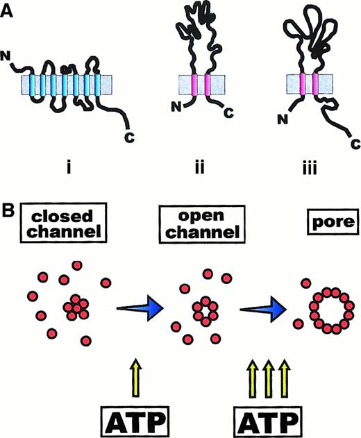 Fig. 1. Membrane topology of P2Y and P2X receptor subunits. / (A) P2Y receptors (i) are typical 7-membrane–spanning receptors made of a single polypeptide chain, with the N- and C-termini on the external and cytoplasmic side of the plasma membrane, respectively. P2X receptors (ii) are formed by subunits that span the plasma membrane twice and have both the N- and C-termini on the cytoplasmic side. The P2X7 subunit differs from the other members of the P2X subfamily (P2X1-P2X6) in the extended carboxyterminal tail (iii). (B) It is hypothesized that P2X7 receptor is generated by the aggregation of an unknown number of subunits (maybe 6) to form an ATP-activated channel. Recruitment of additional subunits causes formation of a nonselective pore (also see Figure 2).