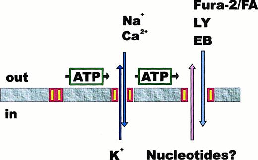 Fig. 2. Permeability transition of P2X7 receptor. / A transient stimulation with ATP causes the opening of the P2X7 channel and the concomitant Ca++ and Na+ influx and K+ efflux. However, upon sustained stimulation with ATP, the P2X7 receptor undergoes a transition that generates a reversible membrane pore permeable to several low-molecular-weight hydrophylic solutes (Fura-2/FA, Fura-2 free acid; LY, lucifer yellow; EB, ethidium bromide) and to nucleotides.