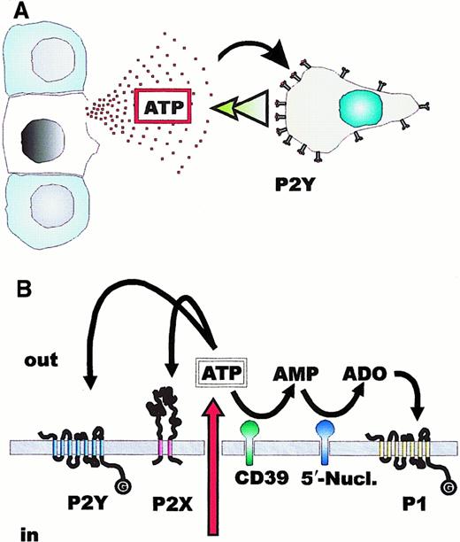 Fig. 3. Fate of released ATP: possible role in leukocyte chemotaxis. / (A) The intracellular ATP concentration is in the 5 to 10 mM range; thus, an ATP gradient capable of driving leukocyte chemotaxis by acting at P2Y receptors is likely to occur at sites of cell or tissue damage. (B) ATP released into the pericellular milieu can either ligate P2Y or P2X receptors or be hydrolyzed by plasma membrane ecto-ATPases or ecto-ATP diphosphohydrolase (CD39). Hydrolysis of AMP by 5′-nucleotidase generates adenosine that activates P1 purinergic receptors.