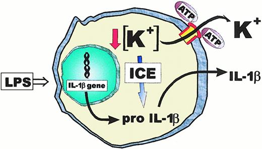 Fig. 4. Model for P2X7-mediated ICE/caspase-1 activation and IL-1β maturation. / Stimulation with LPS triggers IL-1β gene transcription and pro–IL-1β accumulation. Opening of the P2X7 pore by extracellular ATP causes a large K+ efflux that triggers proteolytic activation of ICE and cleavage of pro–IL-1β. Mature IL-1β is then secreted through an unknown pathway.