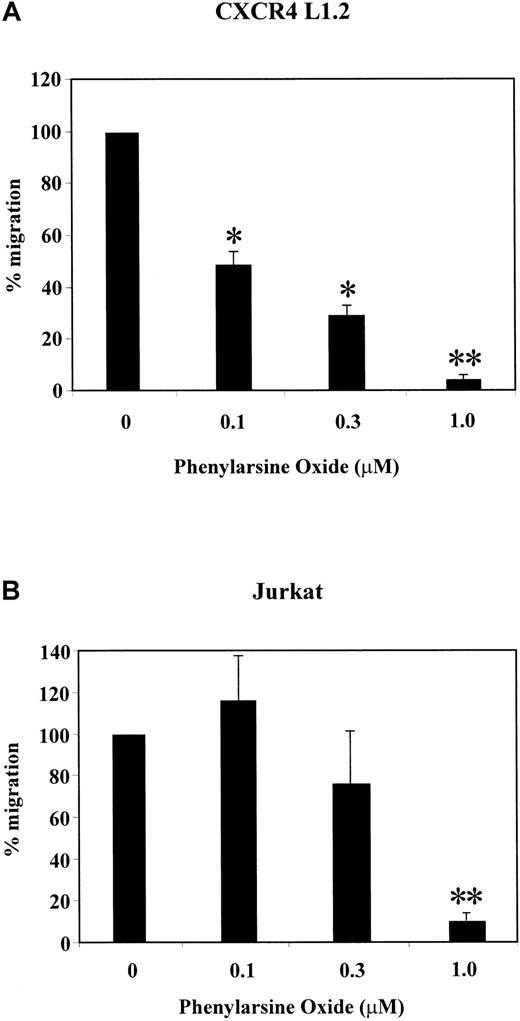 Fig. 1. Effect of PAO on SDF-1α–induced chemotaxis of CXCR4 L1.2 and Jurkat cells. / CXCR4 L1.2 (A) or Jurkat (B) cells were pretreated with 0, 0.1, 0.3, or 1.0 μM concentration of PAO for 45 minutes. Migration toward 25 ng/mL SDF-1α was measured after 3 hours. Chemotaxis of cells in the absence of inhibitor is considered 100% migration. *P < .05; **P < .005.