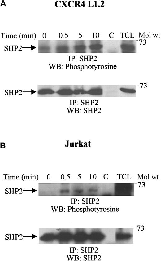 Fig. 3. Tyrosine phosphorylation of SHP2 upon SDF-1α stimulation. / CXCR4 L1.2 (A) or Jurkat (B) cells were either unstimulated (0) or stimulated with 100 ng/mL SDF-1α for varying time periods. Cells were then lysed and immunoprecipitated with anti-SHP2 antibody. The immune complexes were run on SDS-PAGE and immunoblotted with antiphosphotyrosine antibody (top panels), followed by anti-SHP2 antibody (bottom panels). C represents the antibody control, and TCL is 50 μL of the total cell lysate. IP indicates immunoprecipitation; WB, Western blot.