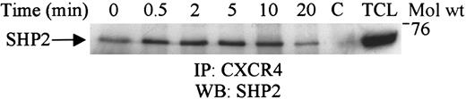 Fig. 4. CXCR4 associates with SHP2 upon SDF-1α stimulation. / Lysates obtained from Jurkat cells unstimulated (0) or stimulated for varying time periods with 100 ng/mL SDF-1α were immunoprecipitated with CXCR4. The immune complexes were subjected to SDS-PAGE and immunoblotted with anti-SHP2 antibody. C represents the antibody control, and TCL is 50 μL of the total cell lysate.