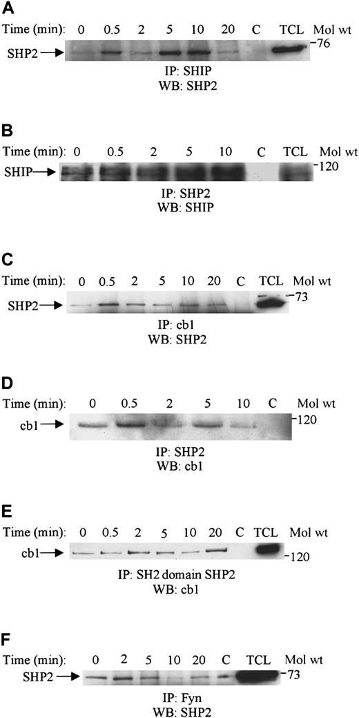 Fig. 5. SHP2 associates with SHIP, fyn, and cbl upon SDF-1α stimulation. / Lysates obtained from Jurkat cells unstimulated (0) or stimulated with 100 ng/mL SDF-1α for various time periods were immunoprecipitated with either anti-SHIP (A), anti-SHP2 (B), anti-cbl (C), anti-SHP2 (D), the GST SH2-domain of SHP2 (E), or anti-Fyn (F). The immune complexes were then run on SDS-PAGE and immunoblotted with anti-SHP2 antibody (A,C,F) or anti-SHIP (B) or anti-cbl antibody (D,E). C represents the antibody control, and TCL is 50 μL of total cell lysate.