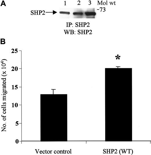 Fig. 6. Overexpression of SHP2 in transfected JMC.T5 Jurkat cells enhances SDF-1α–induced migration. / (A) JMC.T5 Jurkat cells were untransfected or transfected with either control vector or SHP2 WT and then lysed with lysis buffer. Lysates (500 μg protein) from untransfected (lane 1), control vector–transfected (lane 2), or SHP2 WT–transfected (lane 3) cells were immunoprecipitated with SHP2 antibody. The immune complexes were then resolved on SDS-PAGE and blotted with SHP2 antibody. (B) The cells transfected with the control vector or SHP2 WT were subjected to migration assay with SDF-1α (50 ng/mL). The cells migrating to the bottom chamber were counted. *P < .005.