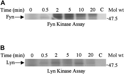 Fig. 7. Fyn and Lyn are activated upon SDF-1α stimulation. / Lysates obtained from Jurkat cells unstimulated (0) or stimulated with 100 ng/mL SDF-1α for various time periods were immunoprecipitated with anti-fyn (A) or anti-lyn (B) antibody. The immune complexes were subjected to in vitro kinase reactions. C represents the control antibody.