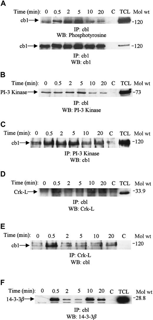 Fig. 8. Cbl is tyrosine-phosphorylated and associates with PI-3 kinase, Crk-L, and 14-3-3β upon SDF-1α stimulation. / Lysates obtained from Jurkat cells were unstimulated (0) or stimulated with 100 ng/mL SDF-1α for various time periods and then lysed. The cell lysates were immunoprecipitated with anti-cbl antibody run on SDS-PAGE and immunoblotted with antiphosphotyrosine antibody (A, top panel), followed by anti-cbl antibody (A, bottom panel). Equivalent amounts of cell lysate (500 μg) were immunoprecipitated with anti-cbl (B,D,F), anti–PI-3 kinase (C), or anti-Crk-L (E) and then run on SDS-PAGE and immunoblotted with anti–PI-3 kinase (B), anti-cbl (C,E), anti–Crk-L (D), or anti–14-3-3β (F). C represents the antibody control, and TCL is 50 μL of total cell lysate.