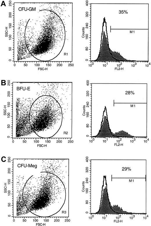 Fig. 3. P-gp expression on human CFU-GM–, BFU-E–, and CFU-Meg–derived cells. / Flow cytometric analysis of P-gp protein expression on human CFU-GM–derived (A), BFU-E–derived (B), and CFU-Meg–derived (C) cells. Analysis was repeated 3 times with similar results. Representative FACS analysis is shown.