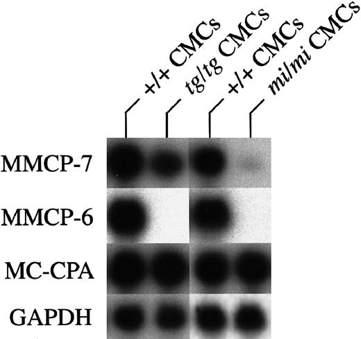 Fig. 1. Expression of MMCP-7, MMCP-6, and MC-CPA mRNA in +/+,. / tg/tg, and mi/mi CMCs.Twenty micrograms of total RNA prepared from +/+, tg/tg, ormi/mi CMCs was loaded in each lane. The membranes were hybridized with specific DNA probes. Reprobing with GAPDH allowed verification that an equal amount of mRNA was loaded per lane.