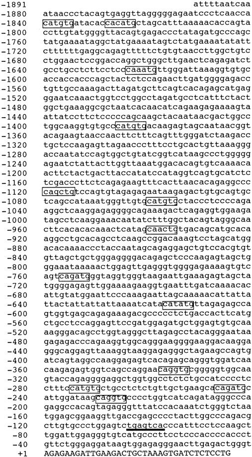 Fig. 2. The nucleotide sequence of 5′ flanking region of MMCP-7 gene. / Each CANNTG motif was boxed. The AP-1 binding consensus motif was underlined. A part of the first exon is shown by capitals, and 5′ flanking region is shown by lower case. The transcription initiation site was numbered as +1.