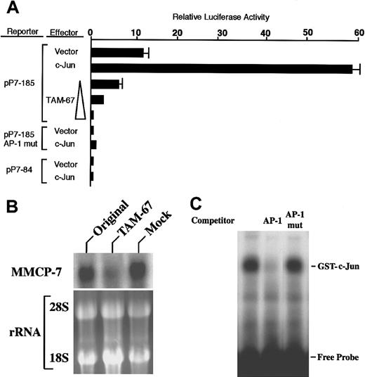 Fig. 4. Involvement of c-Jun in transactivation of MMCP-7 promoter. / (A) The reporter plasmid containing the intact, mutated, or deleted AP-1 motif (pP7-185, pP7-185-AP-1-mut, or pP7-84, respectively) was cotransfected with effector plasmids to FMA/3 cells. The value of luciferase activity was divided by that obtained with the cotransfection of pP7-84 and pEF-BOS and was shown as relative luciferase activity. (B) Reduced expression of MMCP-7 gene by the overexpression of dominant negative form of c-Jun, TAM-67. Total RNA was extracted from MST cells (indicated as Original), MST cells overexpressing TAM-67, or MST cells overexpressing empty expression vector (indicated as Mock). The expression of MMCP-7 gene was examined with Northern blot analysis. (C) Binding of c-Jun to the AP-1 motif in the MMCP-7 promoter. The 5′-AGCTGTCCCTGGAGTCTGAGTCACCCATTTAGCT, designated as AP-1, was used as a probe (the AP-1 motif is underlined). The oligonucleotide mutated in the AP-1 motif (TGAGTCA to TGAGTTG) was designated as AP-1-mut (the mutated nucleotides are underlined). The excess amount of nonlabeled AP-1 or AP-1-mut was added as a competitor.