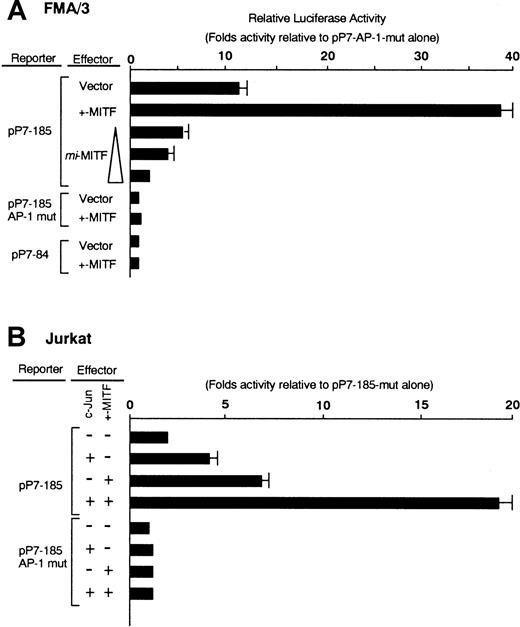 Fig. 5. Functional cooperation between +-MITF and c-Jun in the promoter activation of MMCP-7 gene. / (A) The reporter plasmids were transfected to FMA/3 cells with the expression plasmid containing +-MITF or mi-MITF cDNA or the expression vector alone. (B) The reporter plasmids were transfected to Jurkat cells with the effector plasmids in various combinations. Control vector was used to adjust the total amount of DNA used in each transfection.