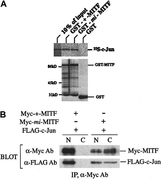 Fig. 6. Physical interaction between MITF and c-Jun. / (A) In vitro binding of c-Jun to MITF. 35S-labeled c-Jun was subjected to coprecipitation with GST-+-MITF, GST-mi-MITF, or GST-coated beads, and the protein complex was analyzed by SDS-PAGE. Coomassie brilliant blue staining for each GST fusion protein was also shown. (B) Coimmunoprecipitation of MITF and c-Jun. COS-7 cells were transfected with FLAG-tagged–c-Jun and Myc-tagged–+MITF or Myc-tagged–mi-MITF. Nuclear or cytoplasmic extract was subjected to immunoprecipitation with anti-Myc antibody. Precipitates were separated by SDS-PAGE and immunoblotted with anti-Myc or anti-FLAG antibody.