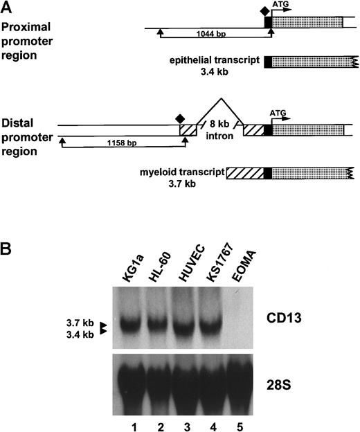 Fig. 1. Characterization of CD13/APN endothelial cell transcripts. / (A) Schematic diagram showing the CD13/APN promoter regions used by epithelial cells (proximal promoter, generating a 3.4-kb transcript, top) and myeloid cells and fibroblasts (distal promoter, generating a 3.7-kb transcript, bottom). The translation start site (ATG) is identical in transcripts from each cell type and is followed in genomic DNA by the protein coding sequences (░). The proximal (1044-bp) and distal (1158-bp) promoter fragments are delineated by arrows. Additional untranslated sequences found only in transcripts originating from the distal promoter, ▨. Transcriptional start sites for each promoter are shown as diamonds. (B) CD13/APNexpression in various tissues as determined by Northern blot analysis of total cellular RNA. The identical blot is shown after it was stripped and reprobed with a 28S probe as a control for RNA integrity and loading. Lanes are identical in each panel, showing that theCD13/APN transcript in the KS1767 endothelial cell line comigrates with that of the HUVECs (3.4-kb) and is smaller than that found in myeloid cells (HL-60, KG1a, 3.7 kb). CD13/APNtranscripts are undetectable in EOMA cells.