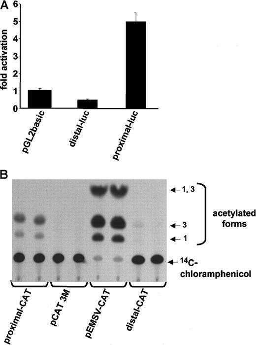 Fig. 2. The proximal promoter controls. / CD13/APN transcription in HUVECs and endothelial cell lines. (A) Plasmids containing the proximal or distal promoter fragments immediately upstream of the luciferase reporter gene were transiently transfected into primary HUVECs. Lysates of triplicate dishes were assayed at 24 hours for luciferase activity. pGL2basic refers to the promoterless control luciferase plasmid. (B) The identical experiment in KS1767 cells using CAT reporter plasmids. pEMSV-CAT refers to the positive control plasmid and pCAT3M to the promoterless control plasmid. Equal amounts of lysate (75 μg) were assayed in each lane.