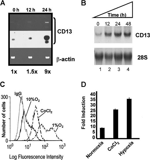 Fig. 3. Hypoxic conditions induce endogenous. / CD13/APN expression and proximal promoter activity. (A) Endogenous CD13/APN mRNA in hypoxia-induced retinal neovessels is up-regulated. RNA isolated from retinas at 0, 12, and 24 hours in relative hypoxia was assayed for CD13/APN and control β-actin levels by RT-PCR. The Southern blot of RT-PCR products (middle panel) was quantitated by phosphorimager analysis. (B) Cobalt chloride treatment induces endogenous CD13/APN in endothelial cell lines. Serum-starved KS1767 cells were treated with cobalt chloride (100 μM) for 12, 24, and 48 hours, and total cellular CD13/APN RNA was assessed. (C) Hypoxia and cobalt chloride treatment induces CD13/APN cell-surface protein levels. Serum-starved KS1767 cells were treated with cobalt chloride (100 μM) or incubated in 1% or 10% oxygen for 24 hours and analyzed for CD13/APN expression with the MY7 monoclonal antibody or negative control immunoglobulin G (IgG) by flow cytometry. (D) Hypoxia induces the CD13/APN proximal promoter. Twenty-four hours after transient transfection of KS1767 cells in 1% serum with 3 μg of proximal promoter plasmid or pGL2basic vector alone and 1 μg of MAP1-SEAP control, cells were subjected to normoxia, hypoxia (1% oxygen), or cobalt chloride (100 μM) treatment for 24 hours before assay for luciferase activity. Results are shown as fold induction over identically treated cells transfected with the promoterless plasmid pGL2basic.