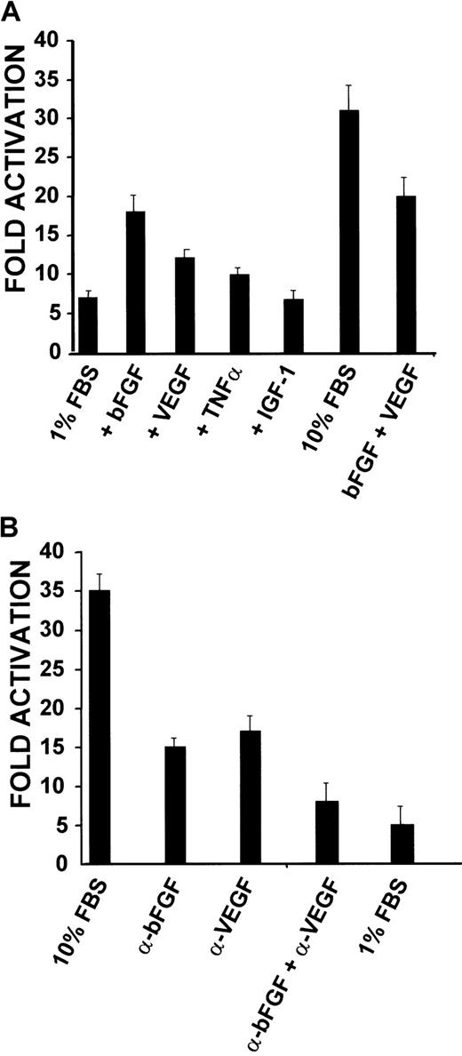 Fig. 6. CD13/APN promoter constructs are induced in response to serum concentration and angiogenic factors. / (A) KS1767 cells in 1% serum were transiently transfected with 3 μg reporter plasmids containing the proximal promoter or promoterless vector and 1 μg MAP1-SEAP control, followed by stimulation with the indicated angiogenic factors alone or in combination (bFGF, VEGF, TNFα, or IGF-1). Cells were harvested and assayed for luciferase activity at 24 hours. Results are shown as fold activation over the activity of pGL2 basic control plasmid. (B) Anti-bFGF and anti-VEGF neutralizing antibodies inhibit CD13/APN promoter activity in KS1767 cells. Twenty-four hours after transfection, KS1767 cells in 10% serum were incubated with 20 μg/mL of goat IgG, antihuman bFGF, antihuman VEGF, or both anti-bFGF and anti-VEGF for 24 hours and assayed for luciferase activity. Results are shown as fold activation over identical treatment of cells transfected with the promoterless plasmid pGL2basic.