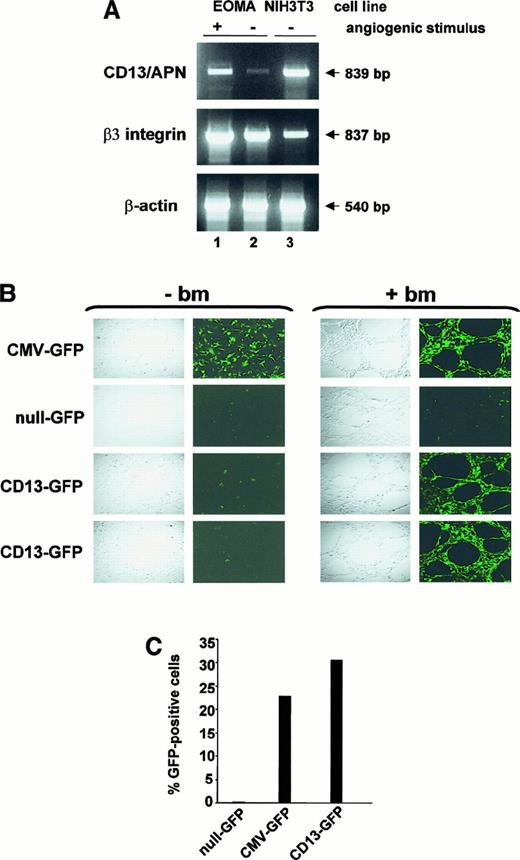 Fig. 7. Expression of CD13/APN is induced during capillary tube formation in vitro and tumor progression in vivo. / (A) RT-PCR analysis of 10 μg total RNA from EOMA cells cultured for 24 hours with (+, lane 1) or without (−, lane 2) reconstituted basement membrane matrix (Matrigel) or NIH3T3 fibroblast positive control cells (lane 3) using primers specific for CD13/APN, β3-integrin and β-actin. (B) A representative experiment showing EOMA cells stably transfected with the indicated plasmid constructs cultured with (+ bm) or without (−bm) basement membrane matrix (Matrigel) to stimulate endothelial morphogenesis. Confocal images were acquired 18 to 24 hours after incubation. CMV-GFP (positive control line with GFP driven by the constitutive CMV promoter); null-GFP (promoterless negative control cell line); CD13-GFP (images of 2 independent cell lines containing the CD13/APN proximal promoter driving GFP expression). (C) Flow cytometric analysis of GFP-expressing cells in single-cell suspensions of EOMA xenografts. Data are expressed as percentage GFP-positive cells and numbers are representative of 2 independent experiments.