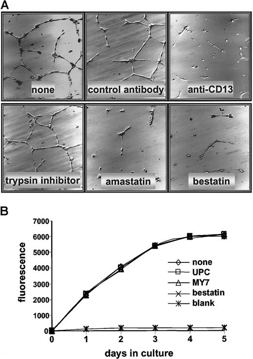 Fig. 8. CD13/APN antagonists inhibit HUVEC capillary tube formation but not proliferation. / (A) HUVECs were plated on Matrigel basement membrane preparations and incubated with either the CD13/APN inhibitors amastatin or bestatin, or the anti-CD13/APN monoclonal antibody MY7; or the negative-control trypsin inhibitor or isotype-matched monoclonal antibodies. Plates were incubated for 24 hours before analysis. (B) HUVECs were plated on tissue culture dishes with anti-CD13/APN monoclonal antibody MY7 or isotype-matched control antibodies UPC10, and proliferation was assessed by accumulation of the fluorescent REDOX indicator at the indicated time intervals. The blank condition contained no cells.