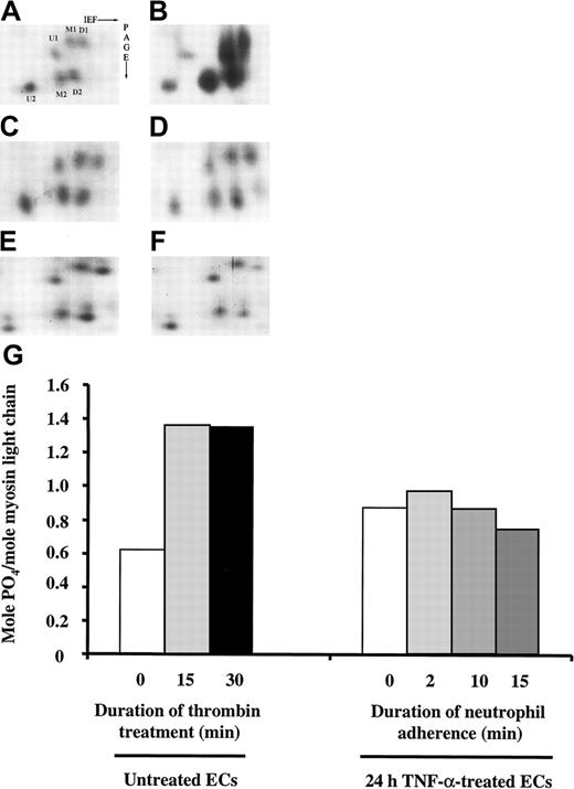 Fig. 10. Separation of regulatory myosin light-chain isoforms by 2-D gel electrophoresis. / After ECs treated with buffer or TNF-α for 24 hours were washed twice, neutrophils (neutrophil to EC ratio, 1:1) were added to TNF-α–treated ECs and allowed to adhere for 2, 6, or 15 minutes. After two washes in cold PBS, the cells were lysed and the phosphorylation myosin light-chain isoforms was analyzed using 2-D gel electrophoresis as described in “Materials and methods.” Only the region of the gels containing regulatory myosin light-chain isoforms is shown. (A-F) Myosin light-chain isoforms in untreated ECs (A). ECs treated with 1 U/mL thrombin for 30 minutes (B). Twenty-four-hour TNF-α–treated ECs (C) or 24-hour TNF-α–treated ECs with neutrophils adherent for 2, 10, or 15 minutes (D-F). (G) Quantification of mol PO4/mol myosin light-chain molecules; U, unphosphorylated regulatory myosin light chain; M, monophosphorylated regulatory myosin light chain; D, diphosphorylated myosin light chain.