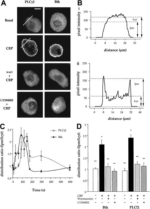 Fig. 2. CRP induces PI 3-kinase–dependent translocation of PLCγ2 and Btk to plasma membrane. / (A) Micrographs show the localization of PLCγ2 and Btk in wild-type Balb-c mouse megakaryocytes. The megakaryocytes have been preincubated with wortmannin (wort) (100 nM) or LY294002 (50 μM) for 15 minutes and then activated with CRP (4 μg/mL) for 150 seconds. Cells were fixed and stained for PLCγ2 and Btk as described in “Materials and methods.” Distribution was analyzed by fluorescence microscopy and deconvolution for basal, CRP-activated megakaryocytes; wort-pretreated megakaryocytes; and LY294002 (LY)–pretreated megakaryocytes. Scale bar = 20 μm. (B) Distribution of fluorescence intensity in megakaryocytes along the lines shown in panel A was calculated by densitometry. The distributions in (i) and (ii) correspond to basal- and CRP-stimulated samples, respectively. (C) The time course of protein translocation was measured in megakaryocyte in response to CRP (4 μg/mL). The results are shown as distribution ratio (Ipm/Icyt) over time (described in “Results”). (D) Control and wort- or LY294002-pretreated megakaryocytes were stimulated by CRP for 150 seconds, and cells stained for PLCγ2 or Btk as described in “Materials and methods.” The amount of protein at the membrane was calculated as above. All results are expressed as a mean ± SE, and are from at least 8 megakaryocytes from 3 different experiments. * and ** correspond to results significantly different from basal or after stimulation with CRP for 2.5 minutes, respectively.