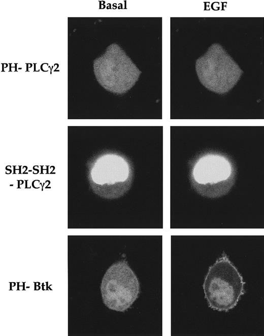 Fig. 3. The PH and tandem SH2 domains of PLCγ2 do not translocate on EGF stimulation of PC12 cells. / C12 cells were transfected with pEGFP-PH domain of Btk or pEGFP-PH or pEGFP–tandem SH2 domain of PLCγ2. After 24 hours, cells were starved of serum and imaged by laser-scanning confocal microscopy. Images are of PC12 cells in the absence or 1 minute after stimulation with EGF (100 ng/mL).