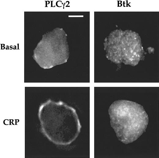 Fig. 4. Localization and translocation of PLCγ2 and Btk in XID megakaryocytes. / XID mouse megakaryocytes were stimulated by CRP (4 μg/mL; 90 seconds) and stained for PLCγ2 and Btk. Cells were analyzed by fluorescence microscopy and deconvolution as described in Figure 1. Scale bar = 20 μm. Each image is representative of 7 megakaryocytes obtained from a minimum of 3 experiments on different animals.