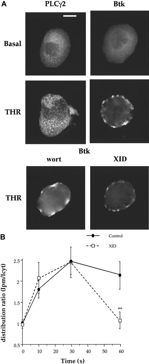 Fig. 6. Thrombin stimulates the translocation of Btk to the membrane. / (A) Mouse megakaryocytes were stimulated by thrombin (THR) and analyzed for expression of PLCγ2 and Btk as described in Figure 2. As labeled for each panel, Btk-stained megakaryocytes are unstimulated, THR-stimulated, wortmannin (wort)–treated, or XID megakaryocytes. Scale bar = 20 μm. Each image is representative of 8 megakaryocytes obtained from a minimum of 3 experiments on different animals. (B) The time course of Btk translocation was measured in control and XID megakaryocytes in response to THR (1 U/mL). The results are shown as distribution ratio (described in “Results” ).