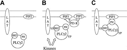 Fig. 7. Two-step translocation of PLCγ2. / Under basal conditions (A), PLCγ2 is cytosolic and not phosphorylated, the transmembrane adapter protein LAT is not phosphorylated, and the level of PI 3,4,5-P3 is minimal. After activation of GPVI (B), LAT becomes phosphorylated on tyrosine and associates with the C-terminal domain of PLCγ2. In addition, GPVI stimulates PI 3-kinase, leading to the formation of PI 3,4,5-P3 in the membrane. The localization of PLCγ2 in the membrane is stabilized by binding of PI 3,4,5-P3 to the PH domain of PLCγ2 (C).