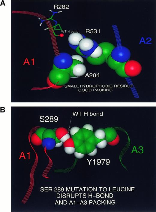 Fig. 4. Predicted destabilization of interdomain interaction in the ALA284-ARG531-ARG282 region. / (A) Close-up view of a portion of the A1-A2 interdomain boundary in the FVIII A domain model, showing the putative interaction of theARG531 side chain with the main chain carbonyl ofARG282, together with the close packing of theALA284 side chain against that of ARG531. Replacement of the Ala side chain by the bulky polar Glu side chain (as in the hemophilia A variant ALA284GLU) is predicted to disturb the ARG282-ARG531 interaction. Side chains are colored by atom (C, green; O, red; N, blue; H, white). (B) Predicted destabilization of interdomain interaction in the SER289-TYR1979 region. Close-up view of a portion of the A1-A3 interdomain boundary, showing the putative interaction of the SER289 side chain with the side chain of TYR1979. Replacement of the Ser side chain by the bulky hydrophobic Leu side chain (as in the hemophilia A variantSER289LEU) is predicted to disturb theSER289-TYR1979 interaction and packing of surrounding residues. Side chains are colored by atom (C, green; O, red; N, blue; H, white).