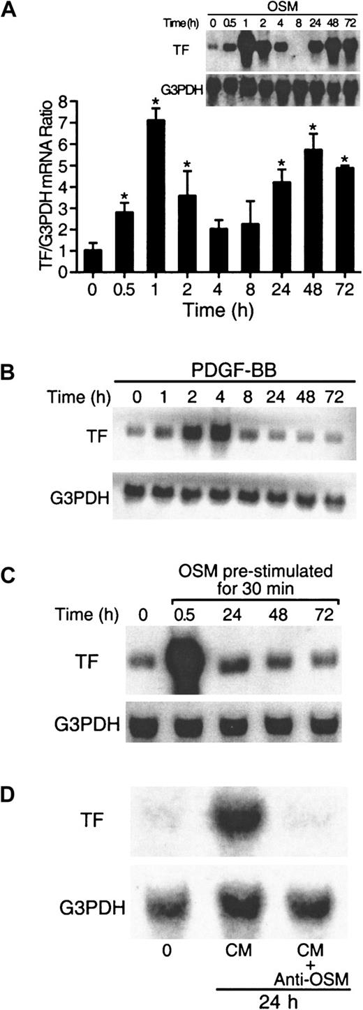 Fig. 1. OSM induces biphasic TF mRNA expression. / (A,B) Kinetics of TF mRNA induced by OSM and PDGF-BB. SMCs were incubated with OSM (10 ng/mL) and PDGF-BB (20 ng/mL) for the indicated times, and RNA was extracted from 5 × 106 cells at the end of each incubation and analyzed as described in “Materials and methods.” The blots were rehybridized with G3PDH to demonstrate equal RNA loading. Solid columns represent the aggregate of densitometry analysis from 4 separate experiments. *P < .05 compared to 0 hour. (C) SMCs cultures were prestimulated with OSM for 30 minutes, washed 3 times, and incubated in serum-free DME/F12 medium for the indicated times. RNA was extracted at the end of each incubation and analyzed for TF mRNA expression by Northern blotting. (D) OSM-conditioned medium from 24-hour SMC cultures were used to stimulate SMCs for a further 24 hours in the presence or absence of a neutralizing monoclonal antibody to OSM. After 24 hours, RNA was extracted and analyzed for TF expression by Northern blotting. Results are representative of 3 separate experiments.