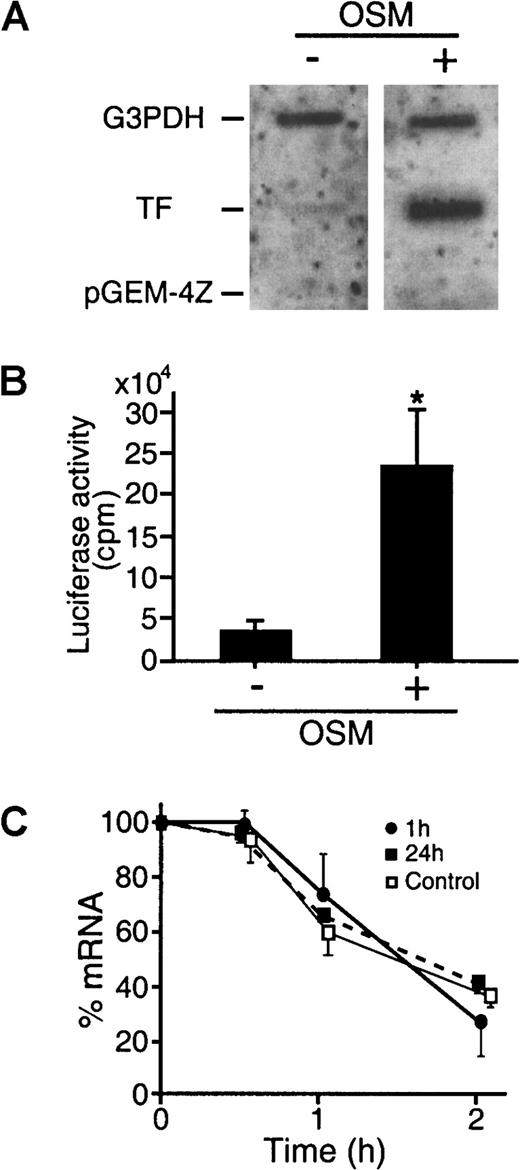 Fig. 2. OSM induces an increased rate of TF gene transcription. / The transcription rate of the TF gene was assessed by nuclear run-off assays. (A) Nuclear extracts were harvested from SMCs treated with or without OSM (10 ng/mL) for 1 hour. Equal amounts of32P-labeled in vitro transcribed RNA probes were hybridized to 5 μg of denatured TF, G3PDH, and pGEM-4Z cDNA. Results are representative of 2 separate experiments. (B) Activation of TF promoter by OSM was analyzed by studying the effect of OSM on TF gene promoter fused to luciferase. pTF(−2106)LUC, which contains 2.1 kilobase (kb) of the 5′ flanking region of the TF gene promoter, and pSV–β-galactosidase control vector were transfected into SMCs. The cells were treated with OSM (10 ng/mL) for 5 hours before harvesting. Luciferase activity was determined and normalized for β-galactosidase activity. Results are expressed as mean ± SEM (n = 4 experiments). *P < .05 compared to unstimulated SMCs. (C) SMCs were exposed to vehicle (control, ■) or OSM (10 ng/mL, ▪ and ●) for 1 or 24 hours before addition of actinomycin D (5 μg/mL). Total RNA was extracted at the indicated times after addition of actinomycin D. Northern blots were performed and probed with TF and G3PDH. The signal density of each RNA sample hybridized to TF was divided by that hybridized to the G3PDH. The corrected density was then plotted as a percentage of the 0-hour value (log scale) against time. Results are representative of 3 experiments.