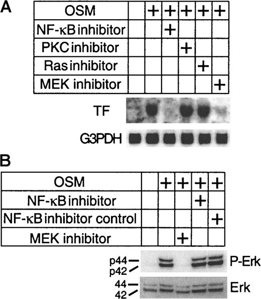 Fig. 3. Inhibition of TF expression by NF-κB and Erk-1/2 inhibitors. / (A) SMC cultures were incubated with the indicated inhibitors for 1 hour prior to stimulation with OSM (10 ng/mL) for a further hour. Total RNA was extracted at the end of each incubation and analyzed for TF mRNA expression. The blots were rehybridized with G3PDH to demonstrate equal RNA loading. (B) SMCs were preincubated for 1 hour with NF-κB and Erk-1/2 inhibitors followed by stimulation with OSM (10 ng/mL) for 10 minutes at 37°C. Extracted proteins (30 μg) were separated on a 4% to 12% Bis-tris gradient gel and transferred to a PVDF membrane. Phosphorylated and total Erk-1/2 were visualized by incubating the filters with a monoclonal antibody to p42/44 Erk-1/2 and a pan Erk-1/2 monoclonal antibody. Experiments were repeated twice.
