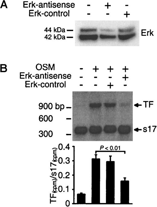 Fig. 4. Inhibition of TF mRNA synthesis by Erk-1/2 antisense treatment. / (A) SMCs were transfected with antisense or sense oligonucleotides for 48 hours. Extracted proteins (30 μg) were separated on a 4% to 12% Bis-tris gradient gel and transferred to a PVDF membrane. Erk-1/2 was visualized by incubating the filters with a panErk-1/2 monoclonal antibody. (B) SMCs were transfected with antisense or sense oligonucleotides for 48 hours followed by stimulation with OSM (10 ng/mL) for 1 hour at 37°C. Total RNA was extracted, and TF mRNA expression was analyzed by quantitative RT-PCR. Solid bars represent the ratio of 32P-labeled TF and s17 PCR products isolated from 2% agarose gel. Results are representative of 2 separate experiments.
