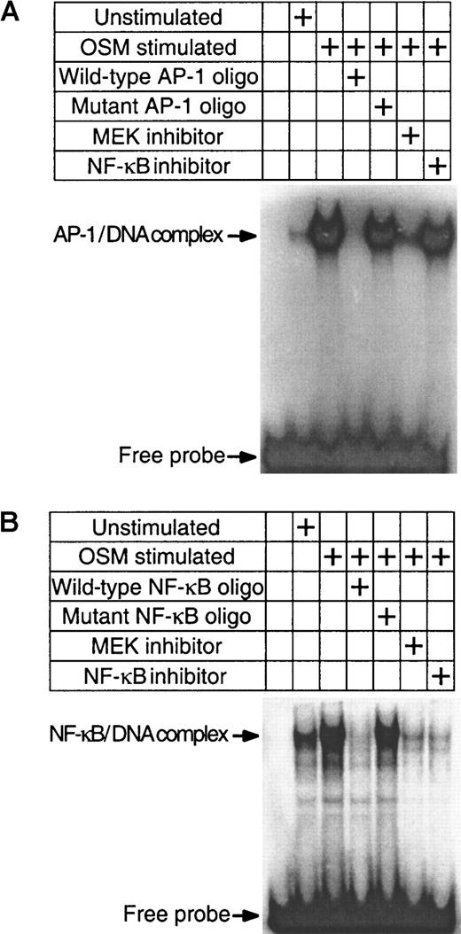 Fig. 5. OSM induction of NF-κB and AP-1 nuclear activity. / Nuclear extracts of SMCs were prepared following OSM (10 ng/mL) treatment. EMSA was performed with the AP-1 (A) or NF-κB (B) probes. For cold and mutated competition EMSA experiments, 100-fold molar excess of unlabeled NF-κB or AP-1 probes were included in the binding reaction. Experiments were repeated twice.